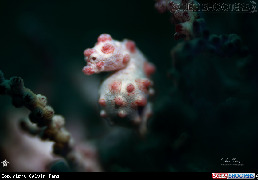 A Pygmy seahorse