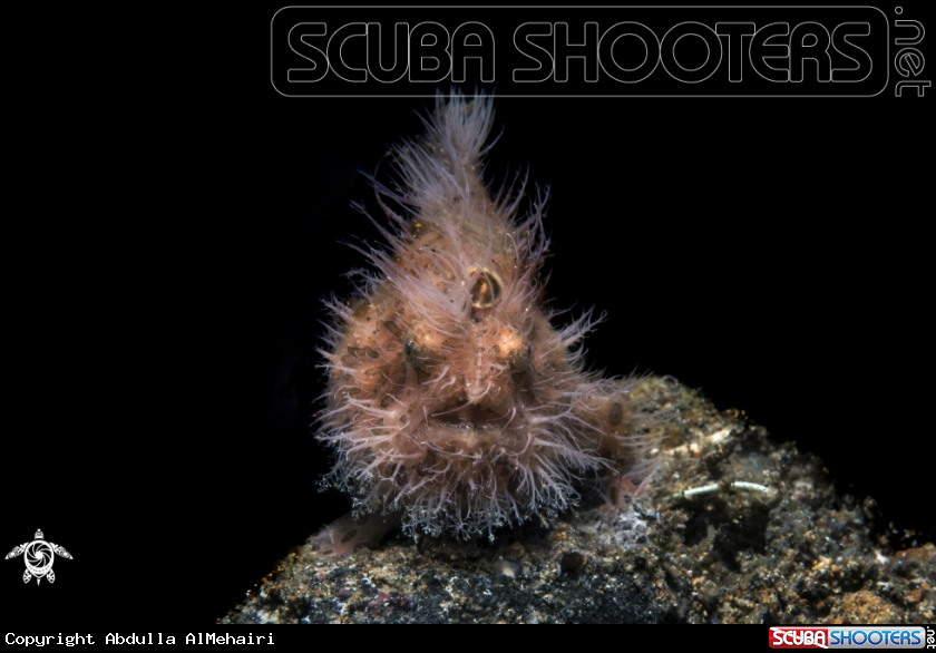 A Hairy FrogFish
