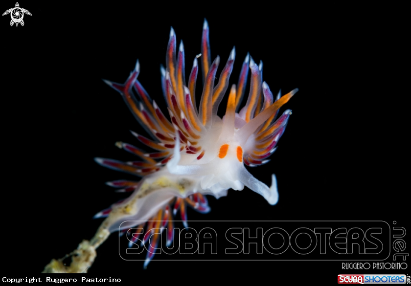 A Nudibranch
