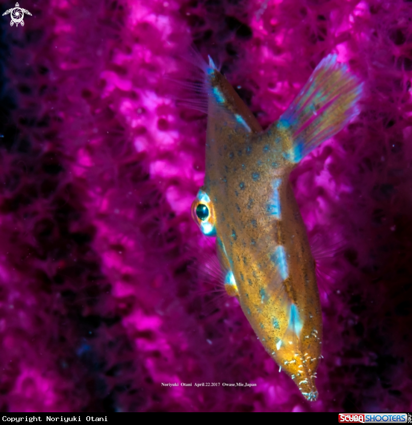 A Whitespotted pygmy filefish