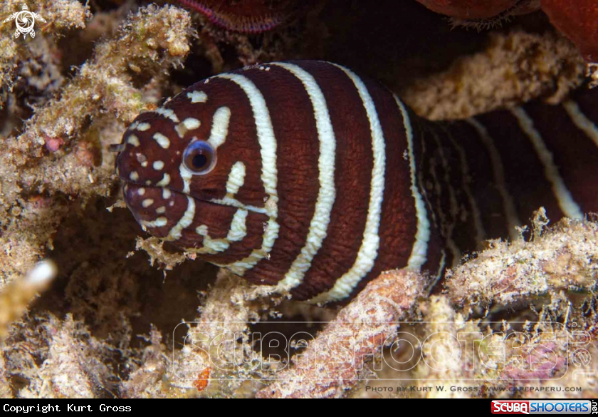 A Zebra eal