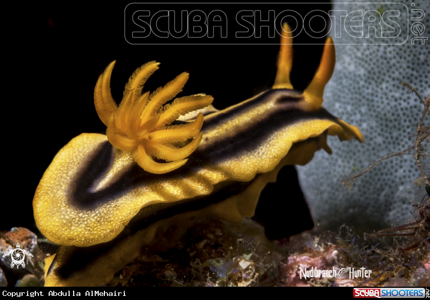A Chromodoris Joshi Gosliner