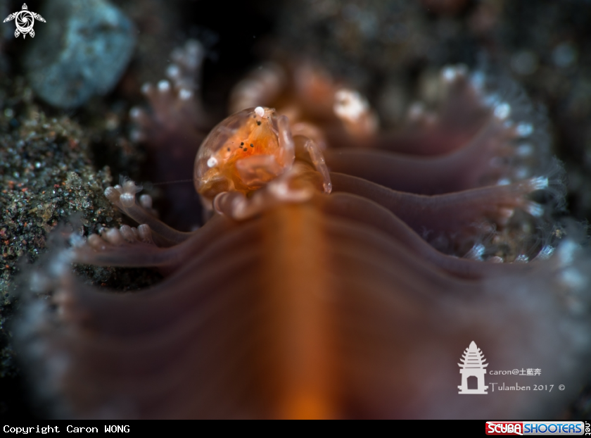 A Sea Pen Crab