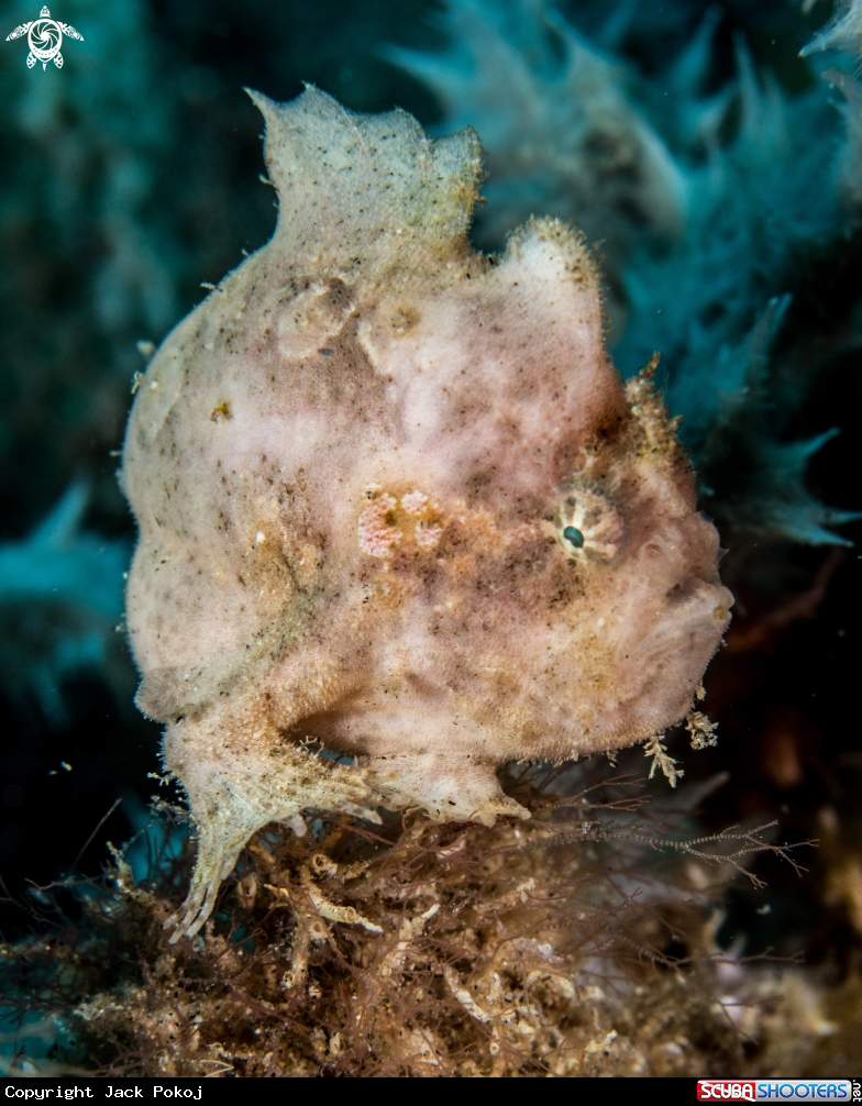 A Painted frogfish