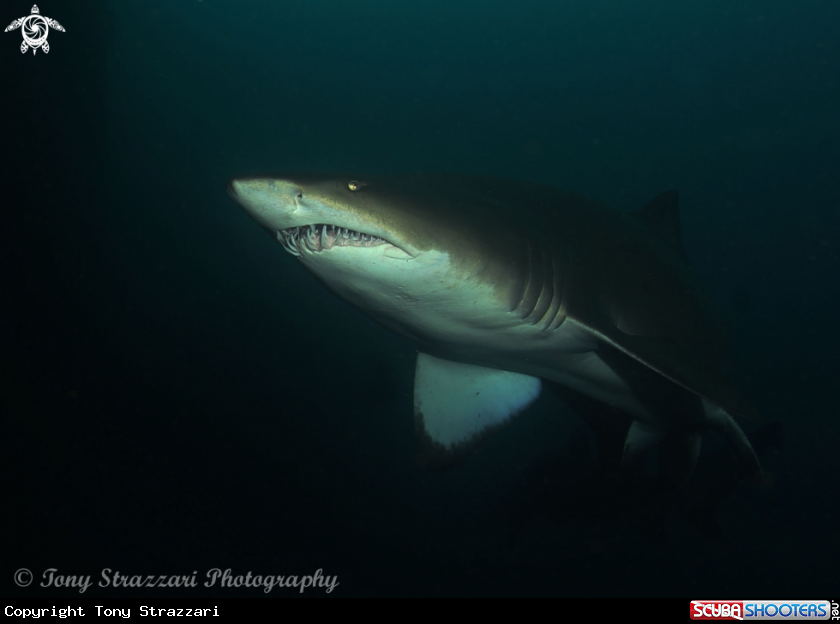 A Grey Nurse Shark