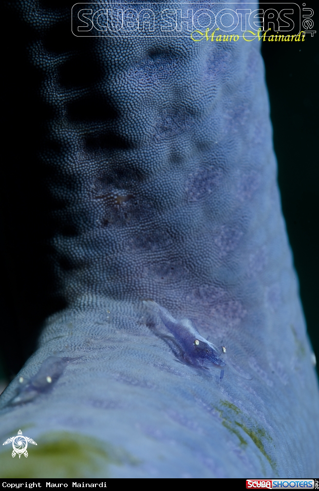 A Star shrimp