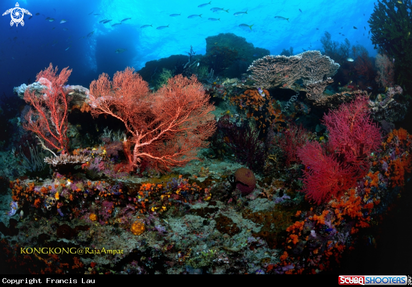 A Coral
