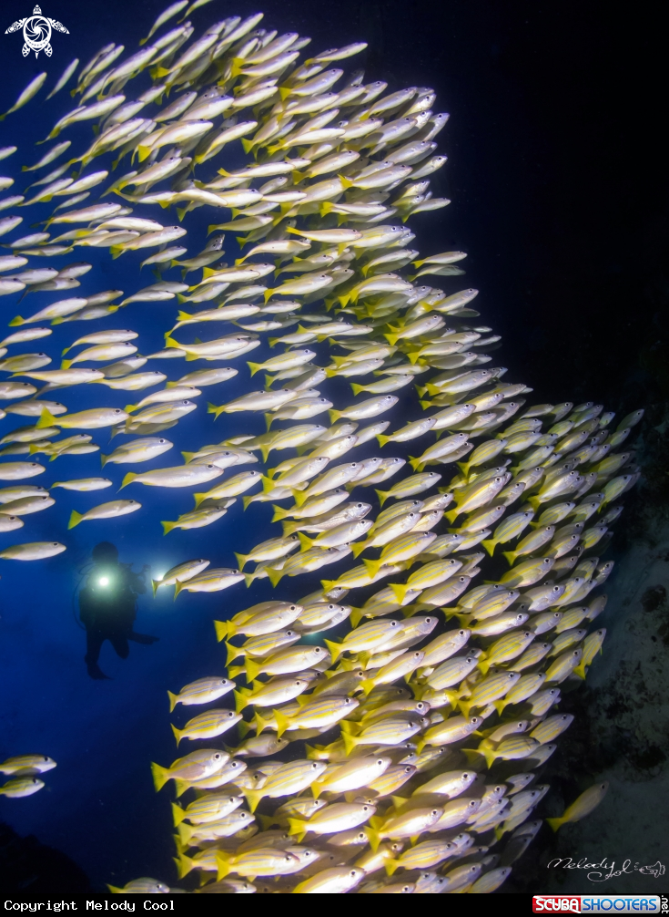 A Bluestripe Snapper 