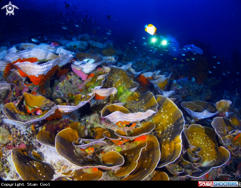 A Coral sea