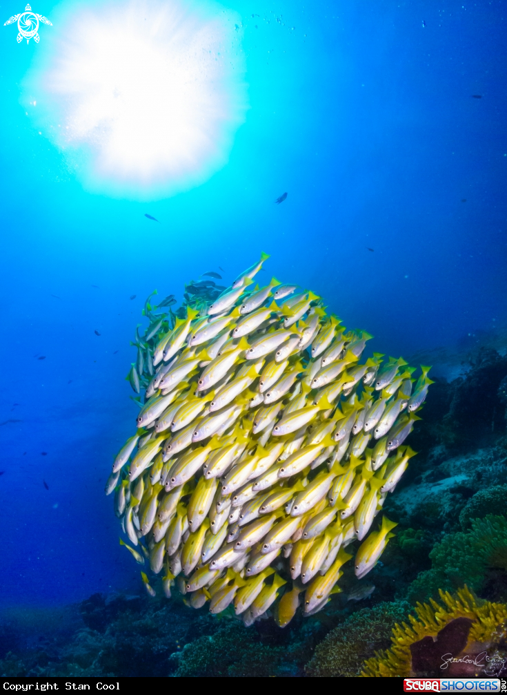 A Blue stripe Snapper 