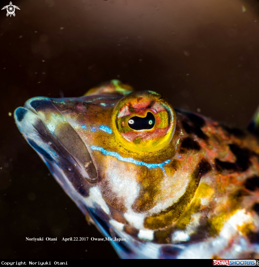 A Harlequin sandsmelt