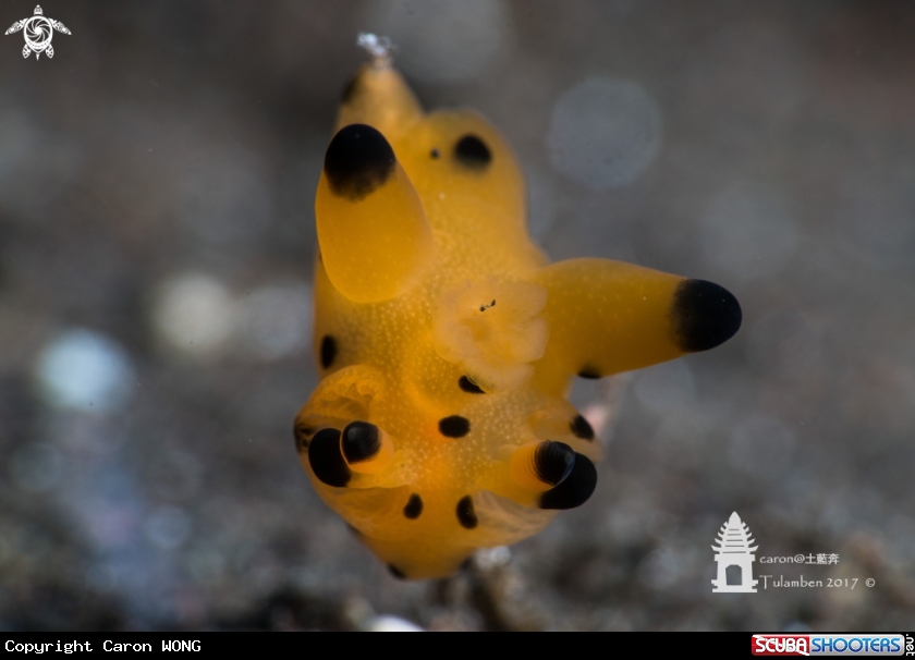 A Nudibranch