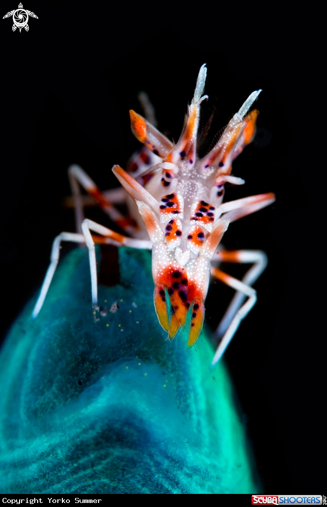 A Tiger Shrimp