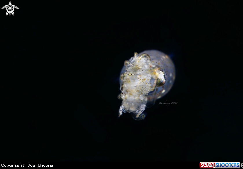 A Pygmy squid