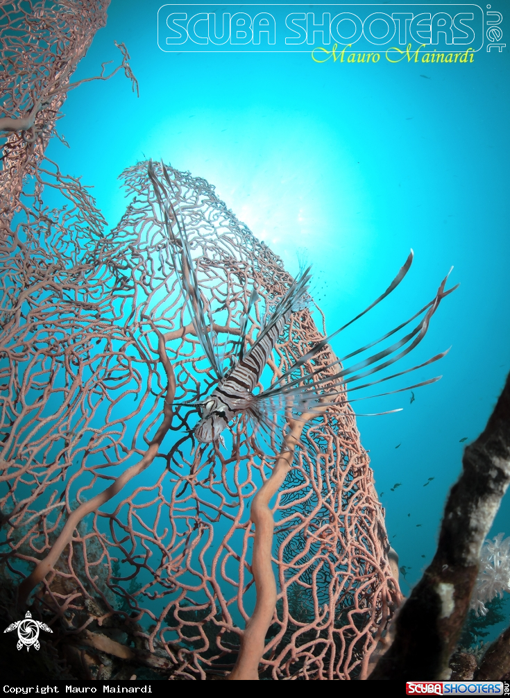 A Lionfish