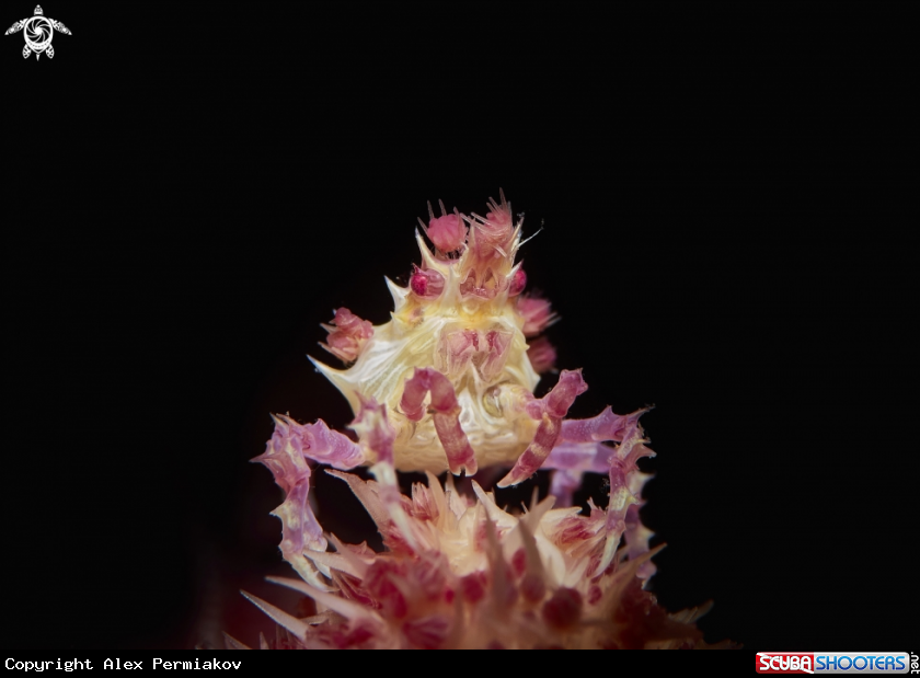 A Candy crab