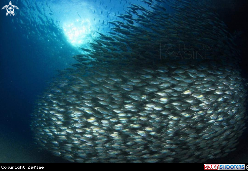 A Fish Tornado