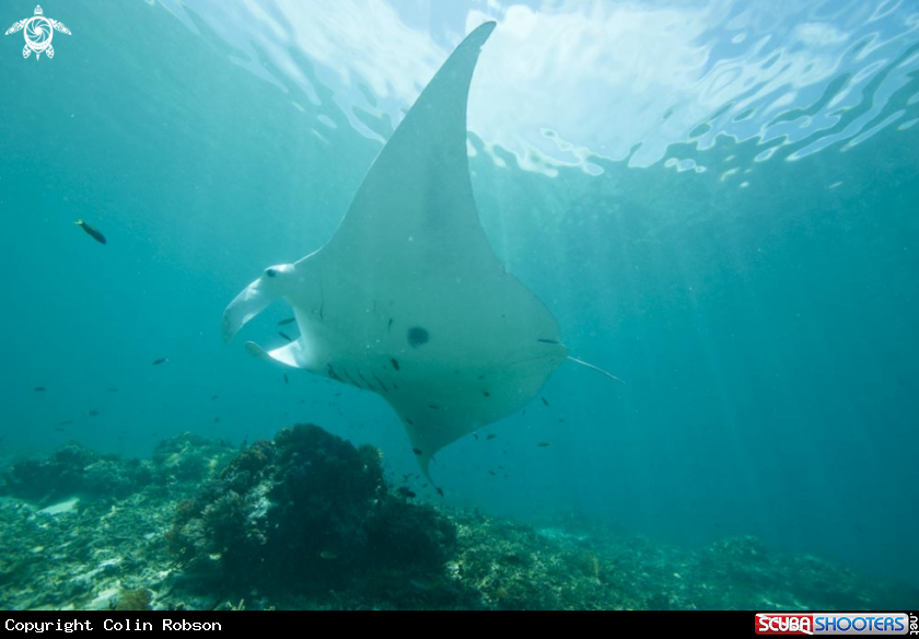 A manta ray