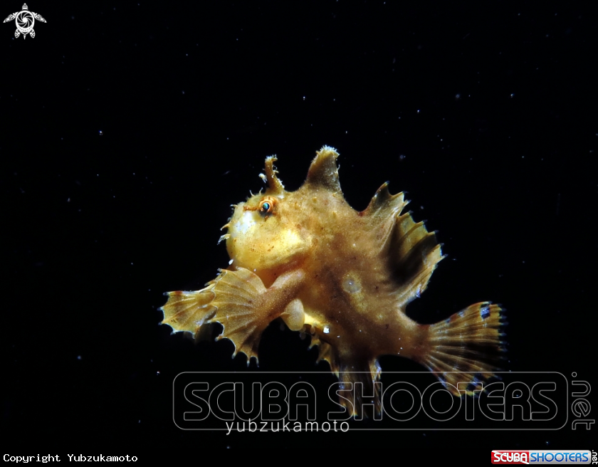 A Sargassum Fish