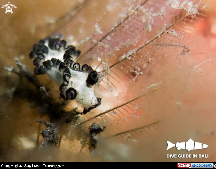 A Lomanotus sp