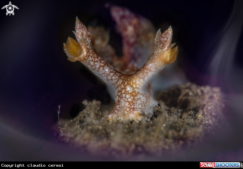 A Bornella stellifer 