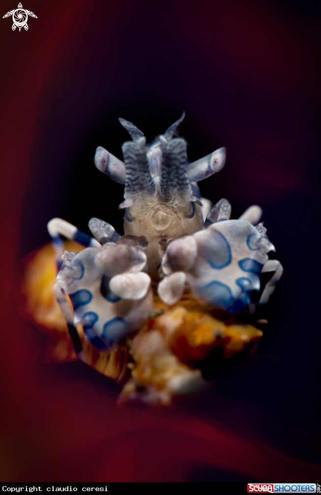 A arlequin shrimp