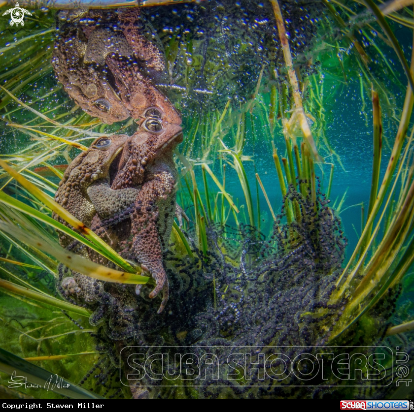 A Chorus Frogs