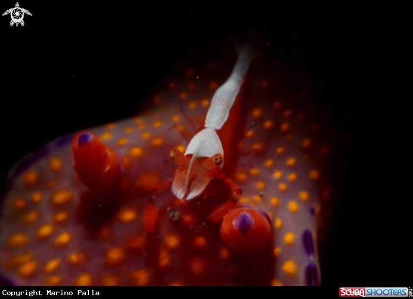 A Emperor Shrimp