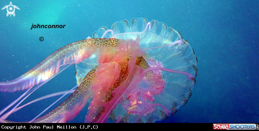 A underwater creature