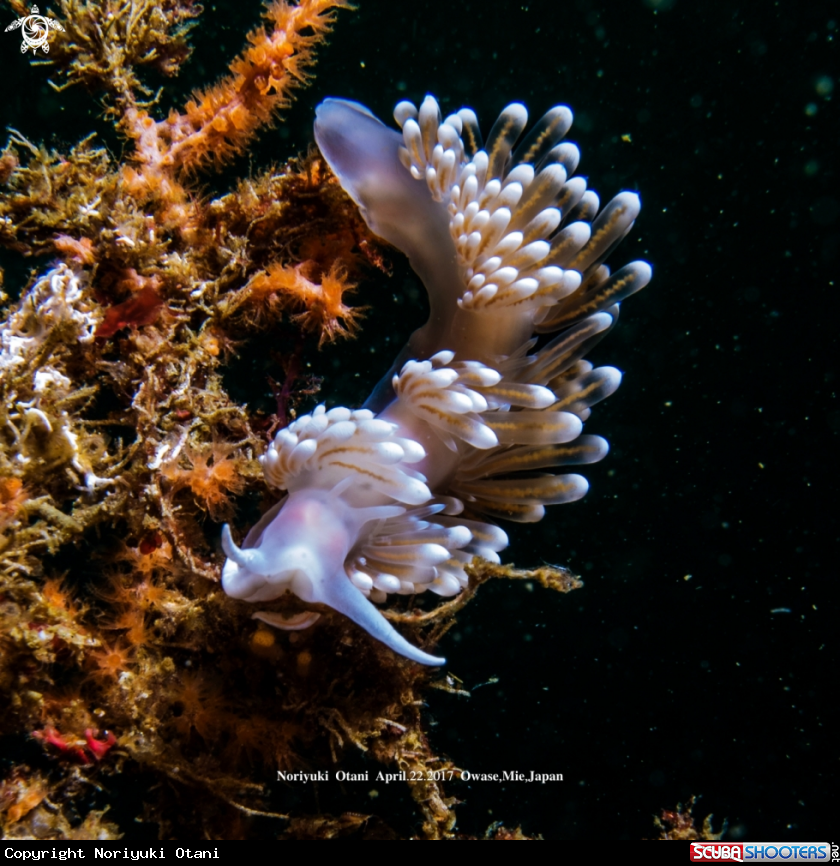 A Nudibranch