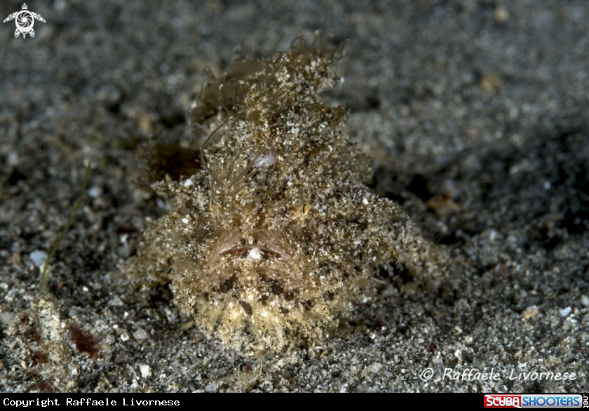 A Hairy frogfish