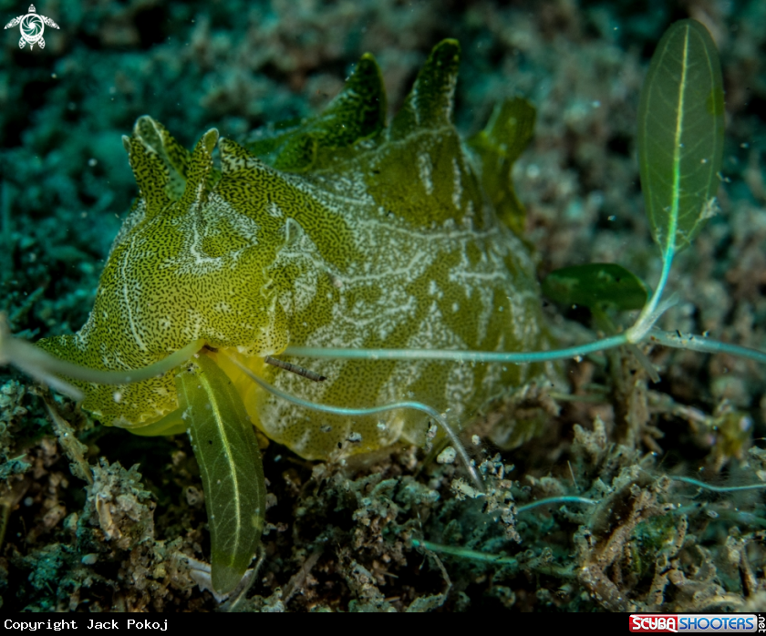 A Syphonota geographica