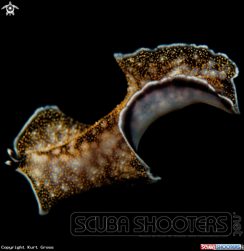 A Flat Worm