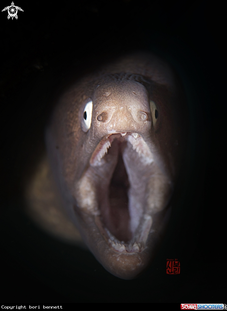 A Moray