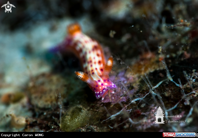A Nudibranch