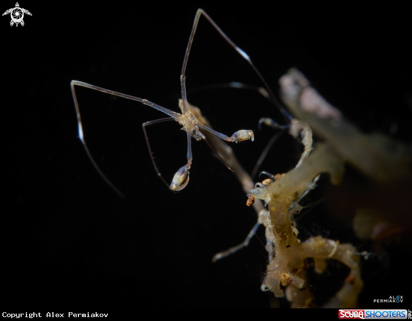 A Skeleton shrimp