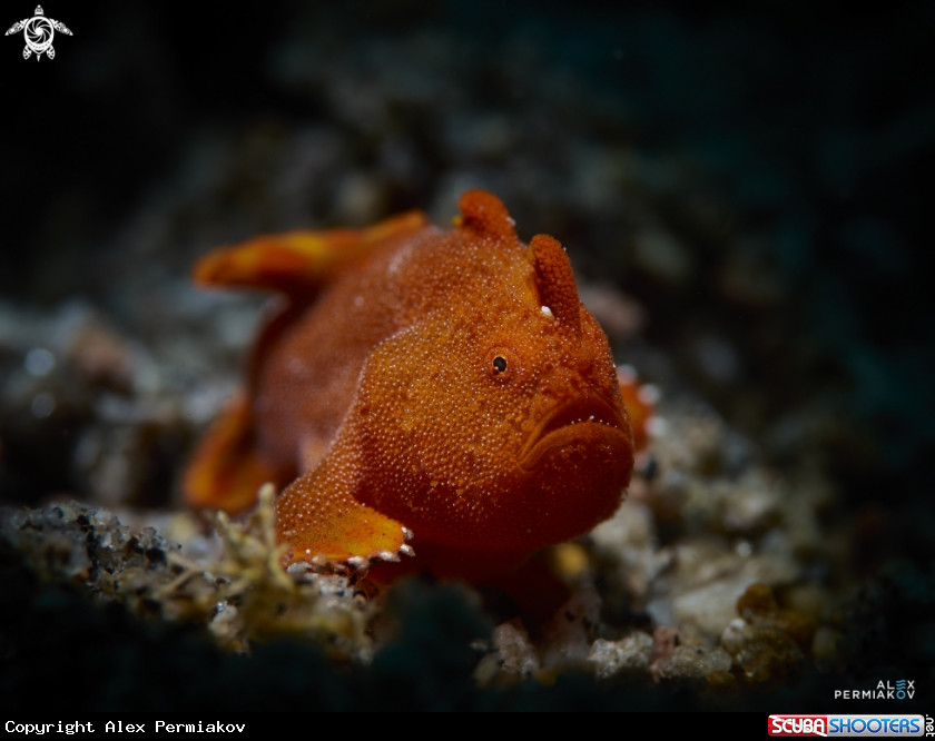 A Frogfish