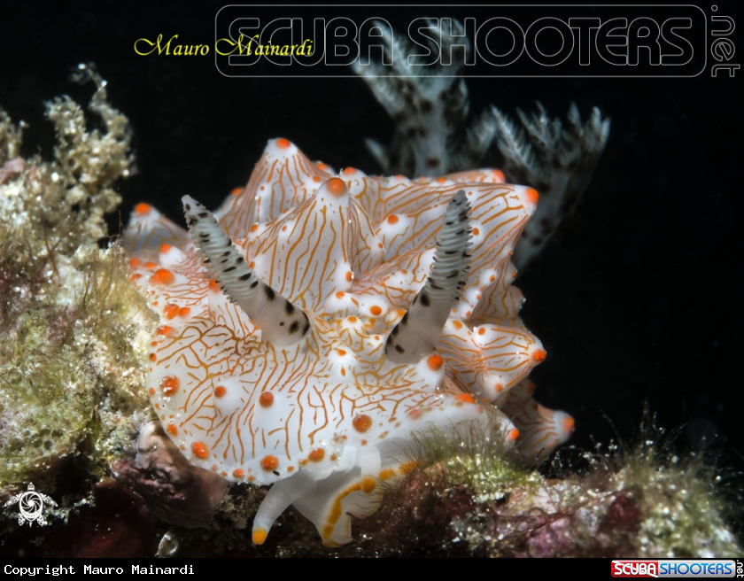 A Nudibranch