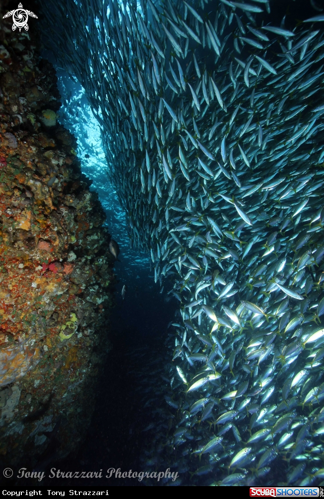 A Southern yellowtailed scad