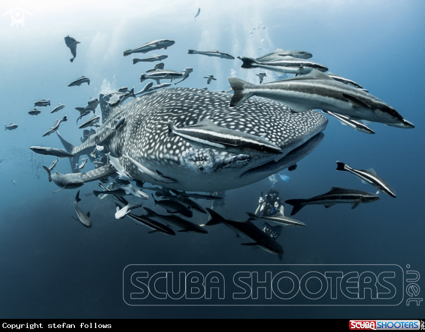 A Whale Shark