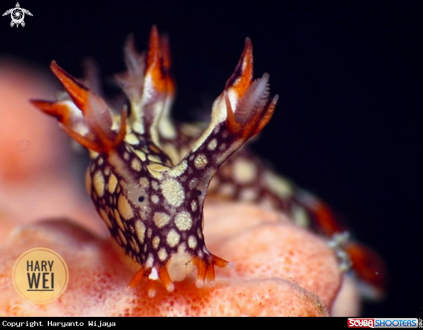 A Nudibranch