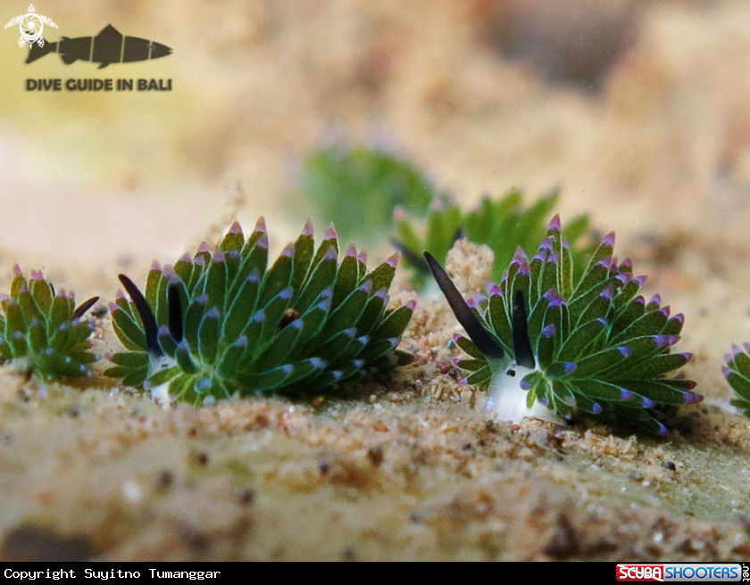 A Costasiella kuroshimae