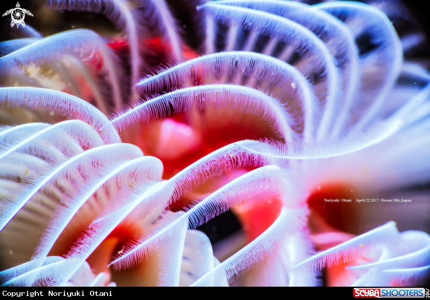 A Nudibranch