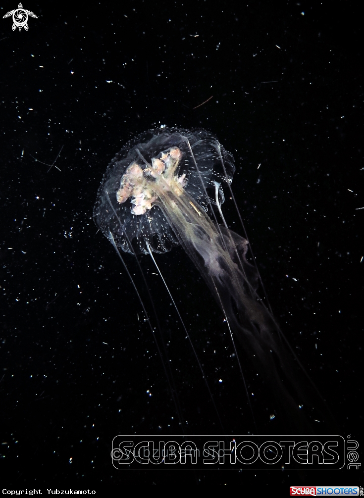 A Jelly Fish