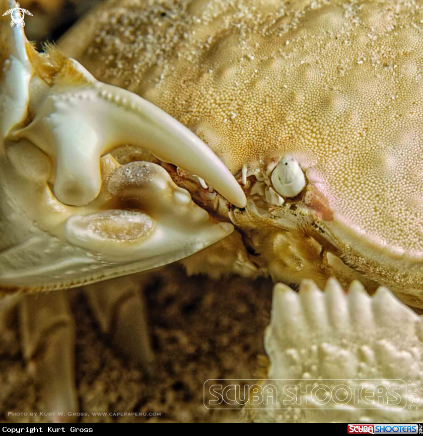 A Giant Box Crab
