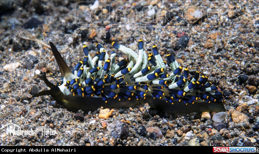 A Nudibranch 