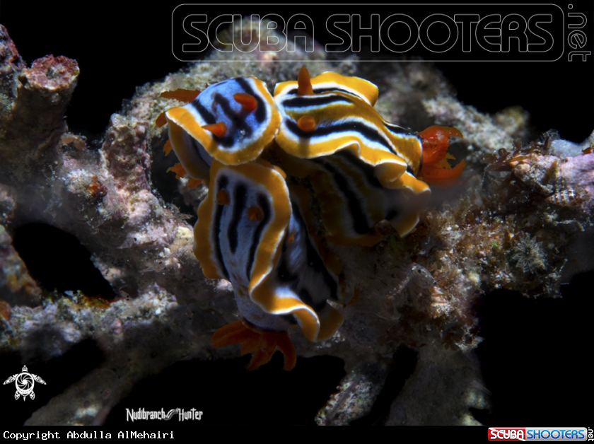 A Nudibranch 