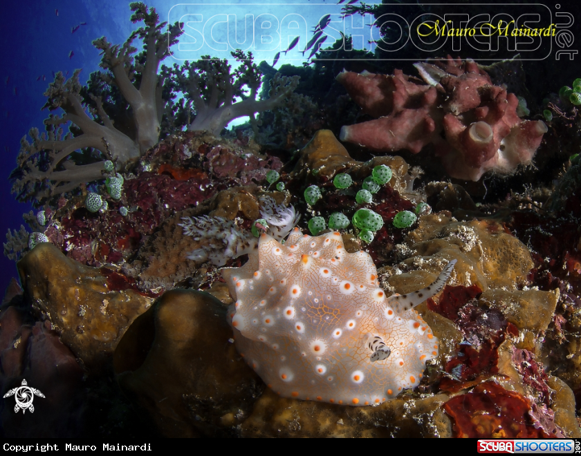 A Nudibranch