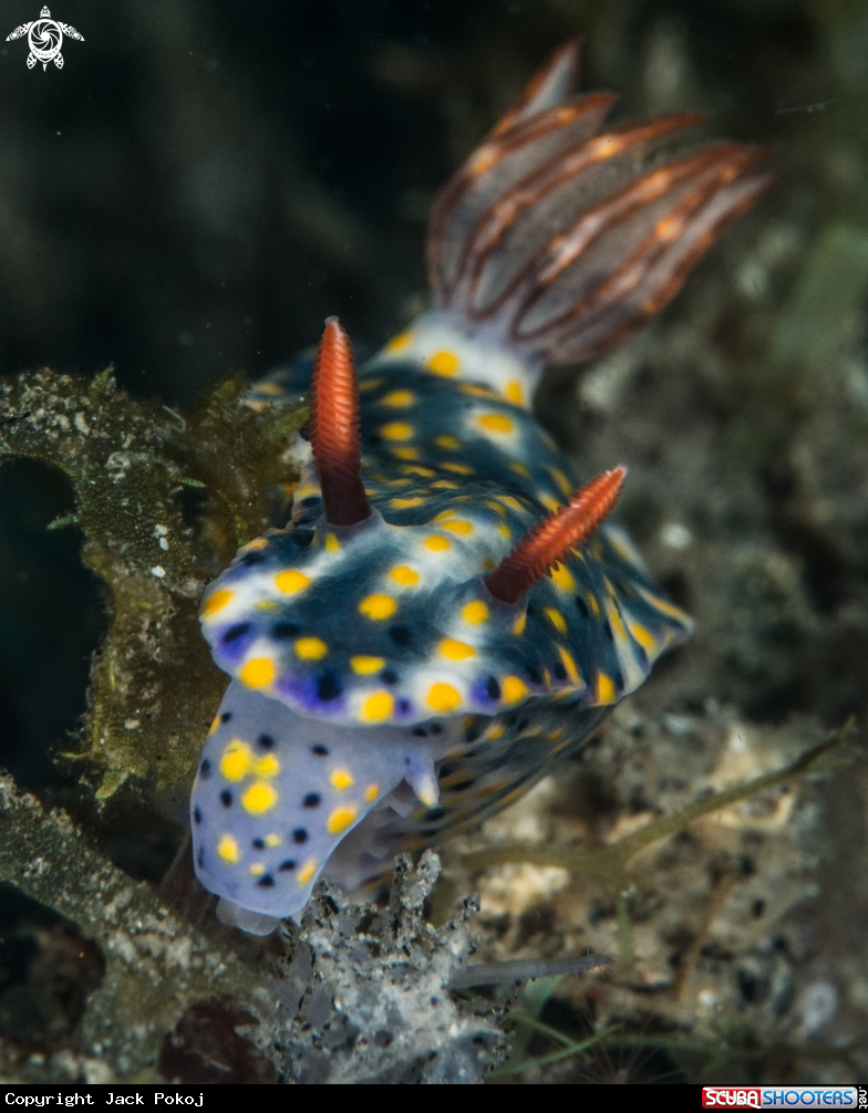 A Hypselodoris 