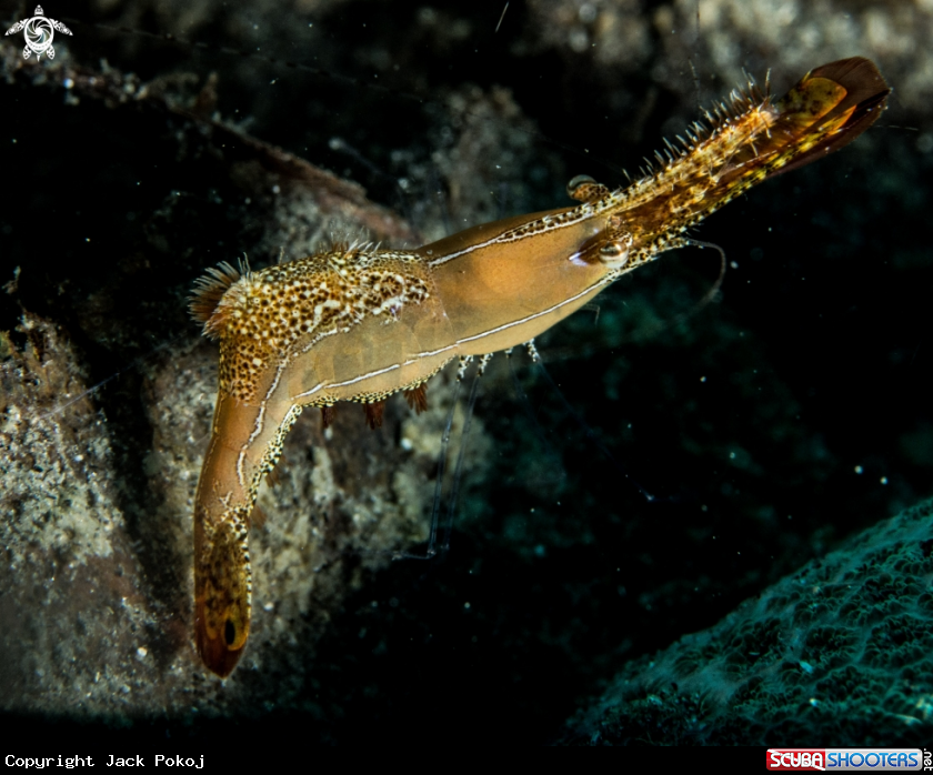 A Donald Duck shrimp
